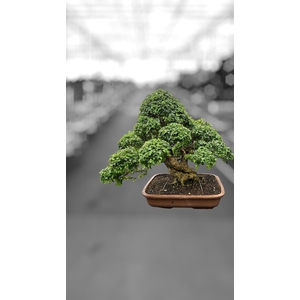 Ligustrum sinense, pot 60cm , height 90cm. (single item)
