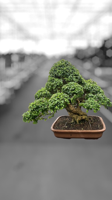 <h4>Ligustrum sinense, pot 60cm , height 90cm. (single item)</h4>