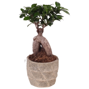 Ficus m. Ginseng ø12cm in ø14cm Deep Forest Nº366