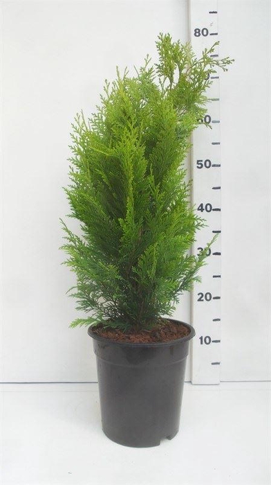 <h4>Chamaecyparis Stardust</h4>