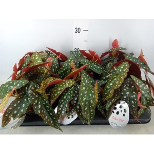 Begonia maculata