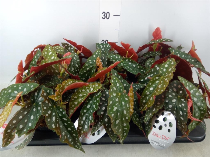 <h4>Begonia maculata</h4>