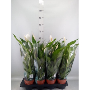 Spathiphyllum  'Sweet Chico'