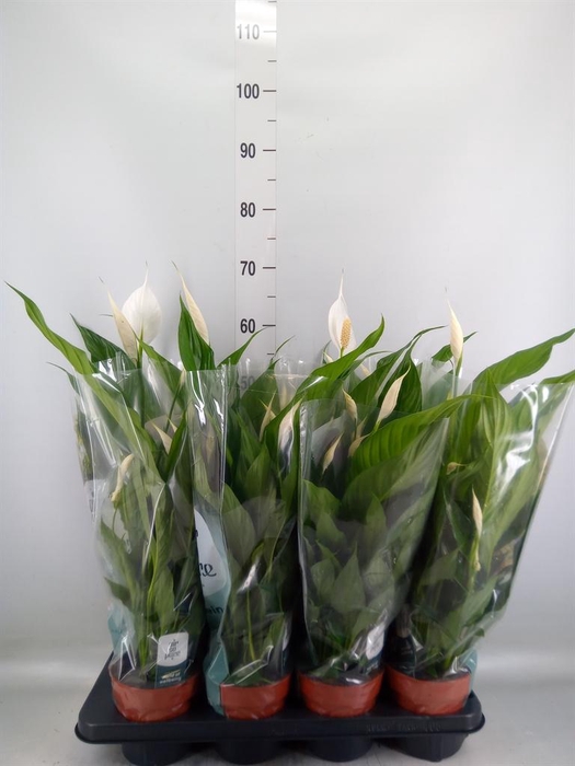 <h4>Spathiphyllum  'Sweet Chico'</h4>
