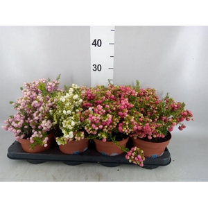 Gaultheria mucronata