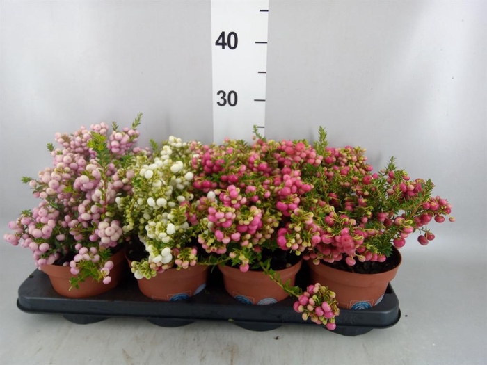 <h4>Gaultheria mucronata</h4>
