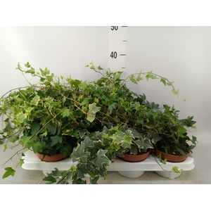 Hedera helix   ...mix 3
