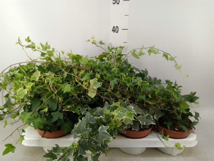 <h4>Hedera helix   ...mix 3</h4>