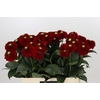 Dahlia Red Fox