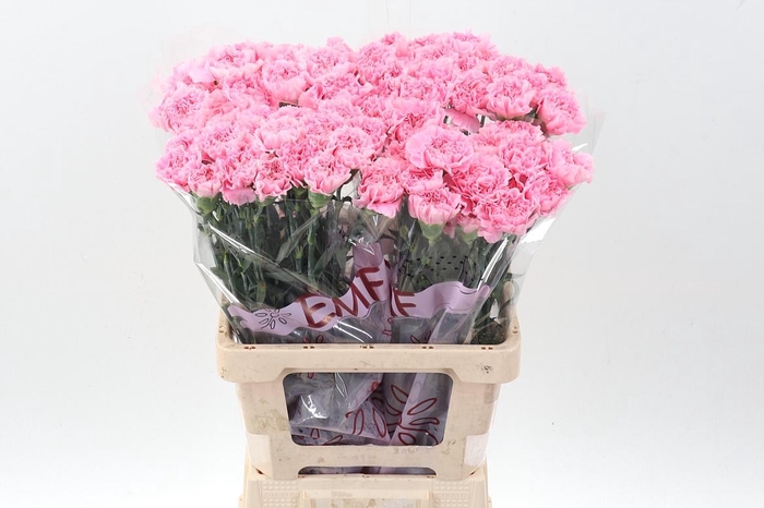 <h4>Di St Pink Julia EMF</h4>