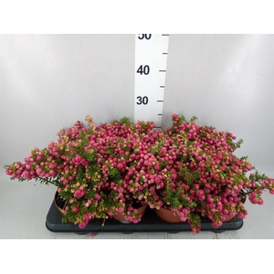 Gaultheria   ...red berry