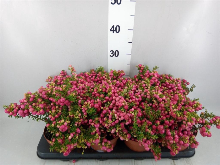 Gaultheria   ...red berry