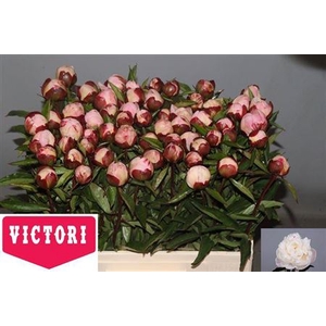 Paeo L Gardenia