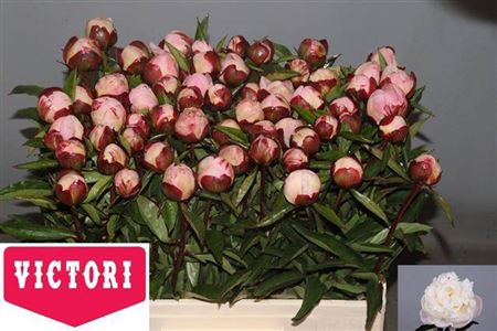 <h4>Paeo L Gardenia</h4>