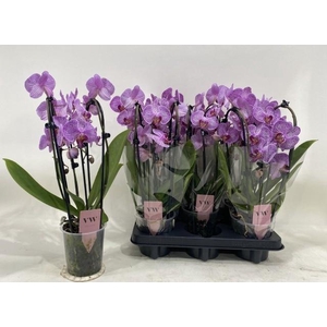 PHAL OV ROZE