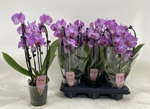 <h4>PHAL OV ROZE</h4>