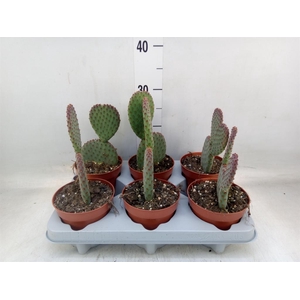 Opuntia microdasys