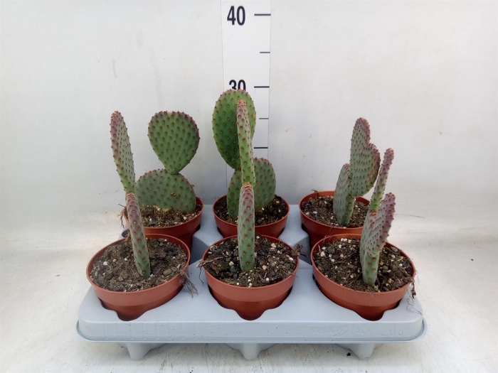<h4>Opuntia microdasys</h4>