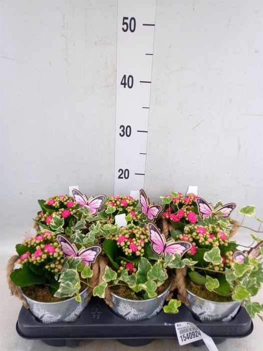 <h4>Arr.    Planten  L%</h4>