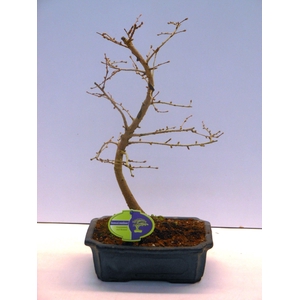 pseudolarix amabilis 20 cm shape, without driptray