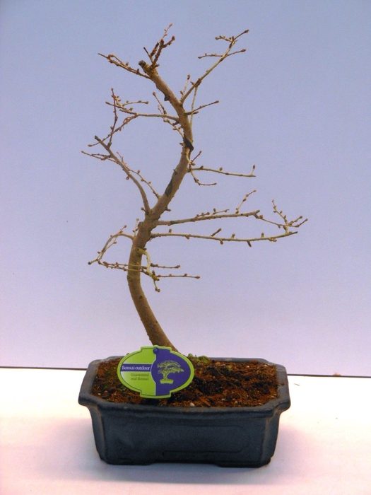 <h4>pseudolarix amabilis 20 cm shape, without driptray</h4>