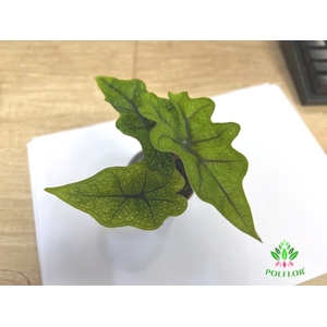 Alocasia Jacklyn 6Ø 15cm