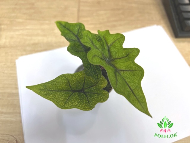 Alocasia Jacklyn 6Ø 15cm