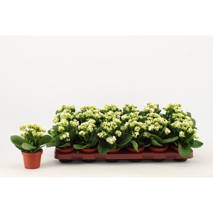 Kalanchoe Calandiva White