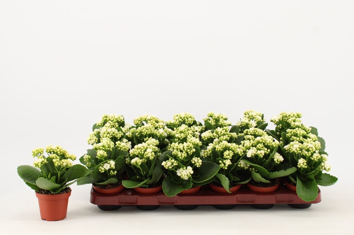 <h4>Kalanchoe Calandiva White</h4>