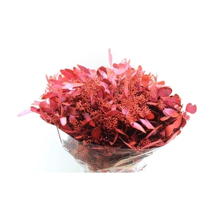 Euca Populus Berry Metal Red