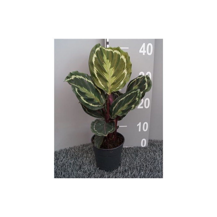 <h4>Calathea Medallion</h4>