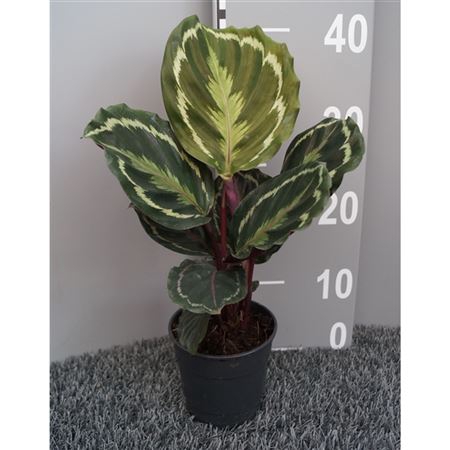 <h4>Calathea Medallion</h4>