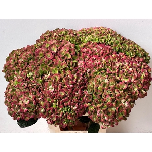 Hydrangea Magical Coral CL