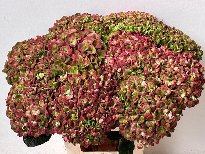 <h4>Hydrangea Magical Coral CL</h4>