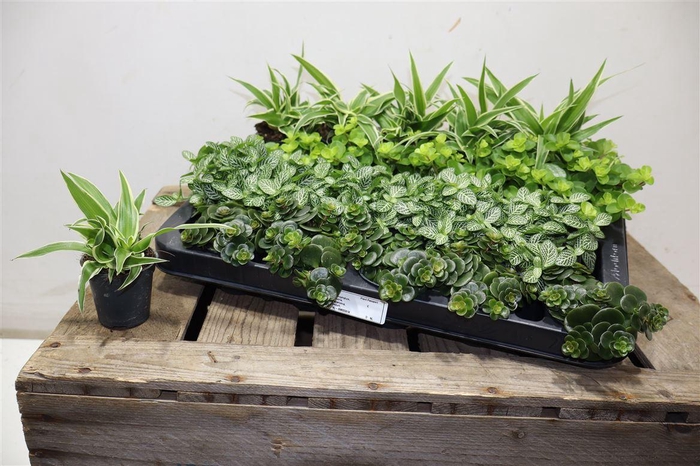 <h4>Kamerpl Gem Ov</h4>