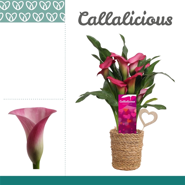 <h4>Zantedeschia Roze in Ompot Ruby LOVE</h4>