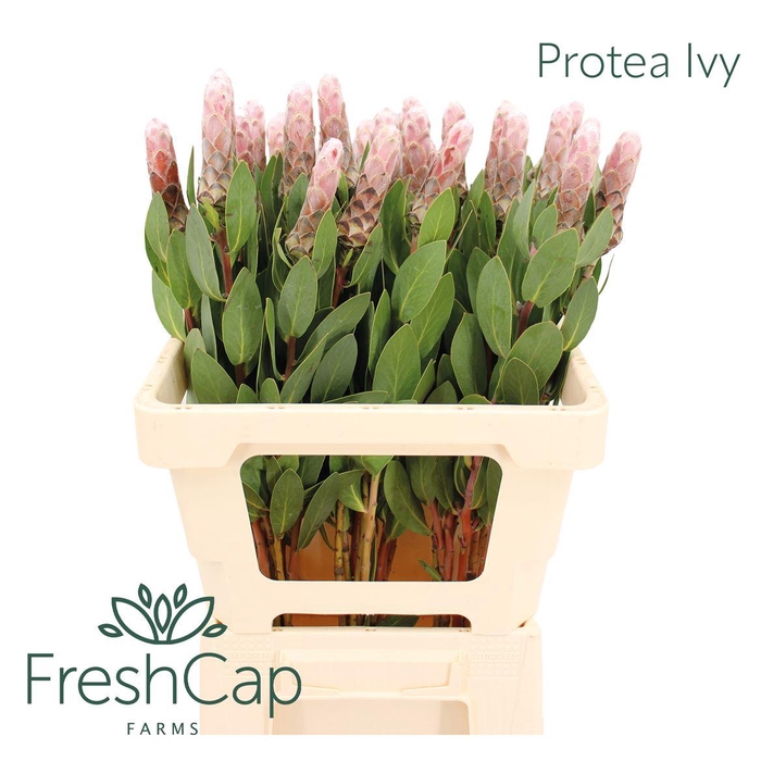 <h4>Protea Ivy</h4>