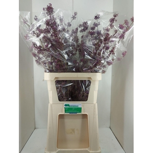 CALLICARPA BOD PROFU
