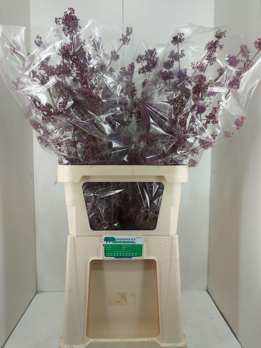 <h4>CALLICARPA BOD PROFU</h4>