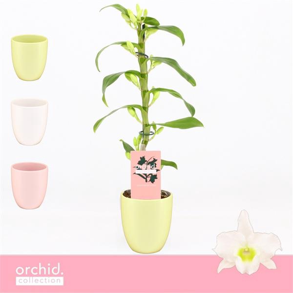 <h4>Dendrobium Nobilé, Apollon 1-spike Compact in Lotte Mix 'Orchid Collection'</h4>