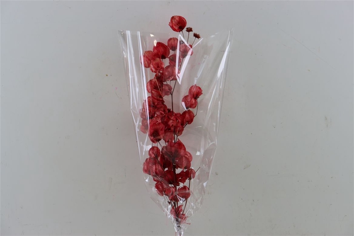 <h4>Dried Bougainvillea X5 55cm Red Bunch</h4>