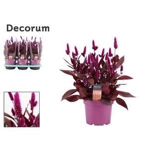Celosia Dark Shades