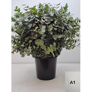 EUC CINEREA PB