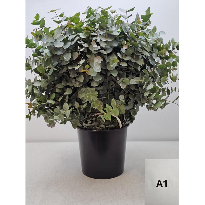 <h4>EUC CINEREA PB</h4>