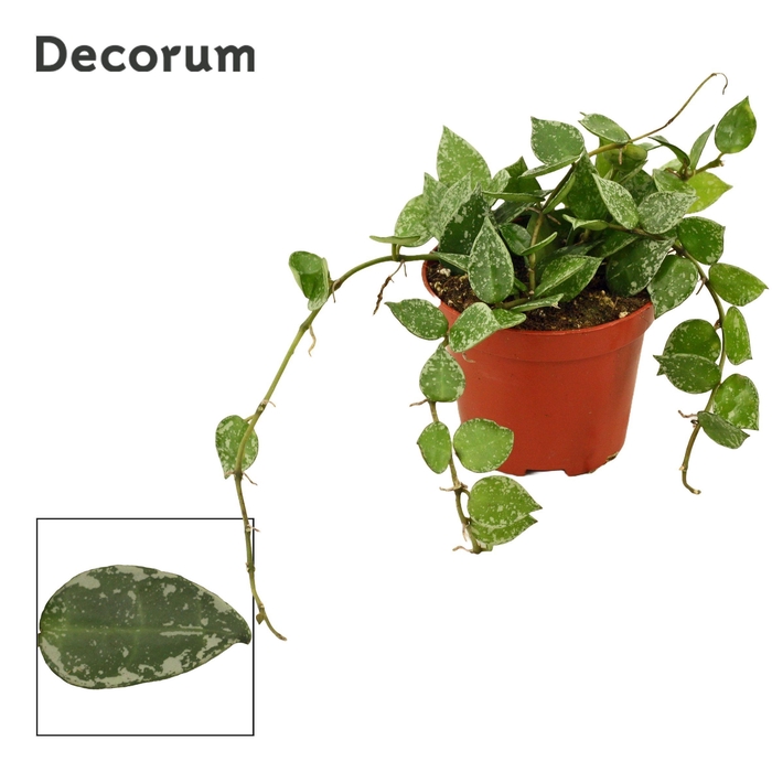 <h4>Hoya Krohniana 9 cm Splash (Decorum)</h4>