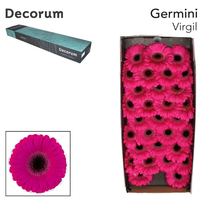 <h4>Germini Virgil Doos</h4>