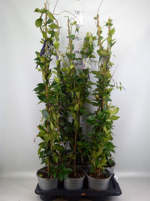 <h4>Trachelospermum jasm.</h4>