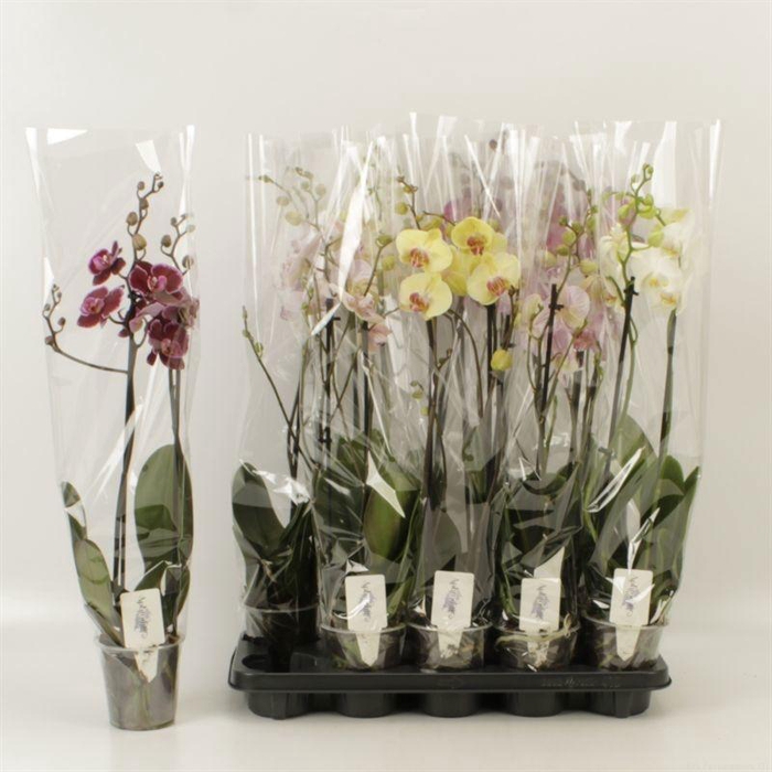 <h4>PHAL GEM 6 KL</h4>