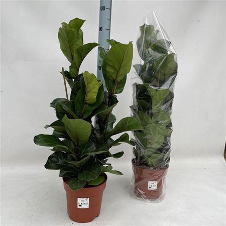 Ficus Lyrata Bambino Toef