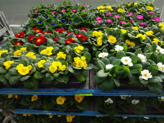 <h4>PRIM AC MIXK</h4>